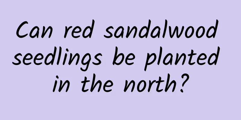 Can red sandalwood seedlings be planted in the north?