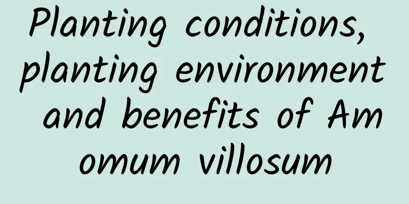 Planting conditions, planting environment and benefits of Amomum villosum
