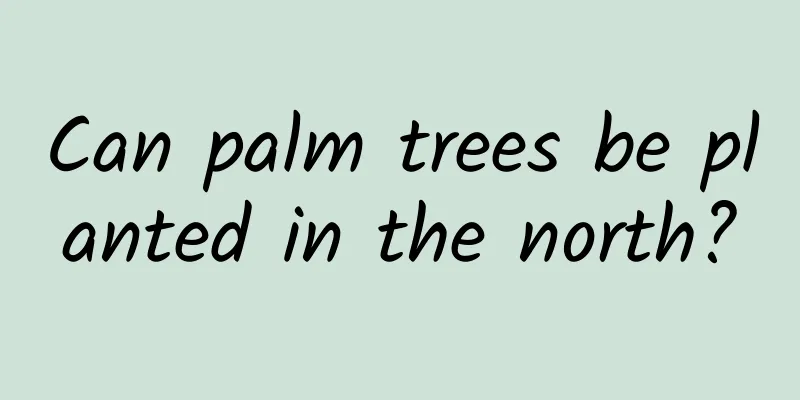 Can palm trees be planted in the north?