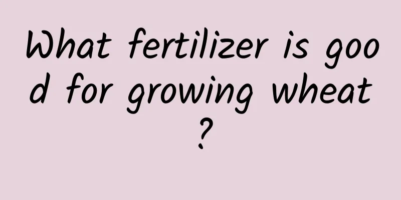 What fertilizer is good for growing wheat?