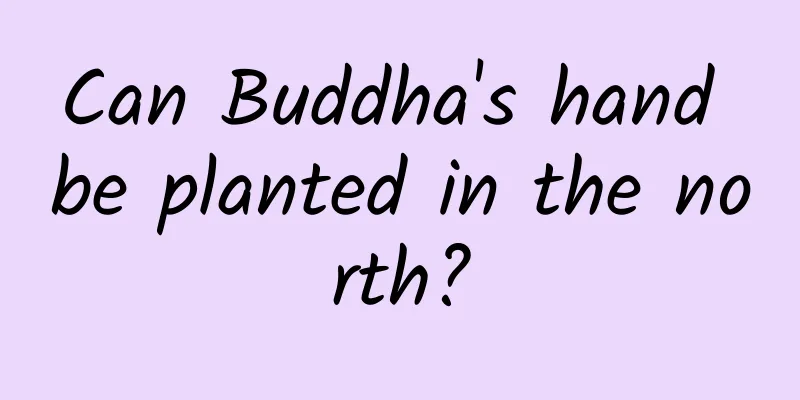 Can Buddha's hand be planted in the north?