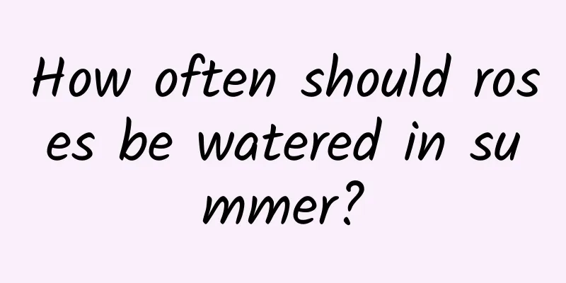 How often should roses be watered in summer?