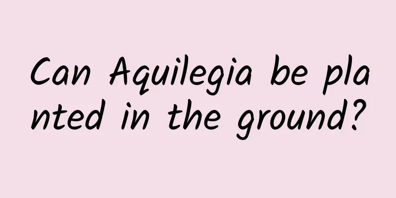 Can Aquilegia be planted in the ground?