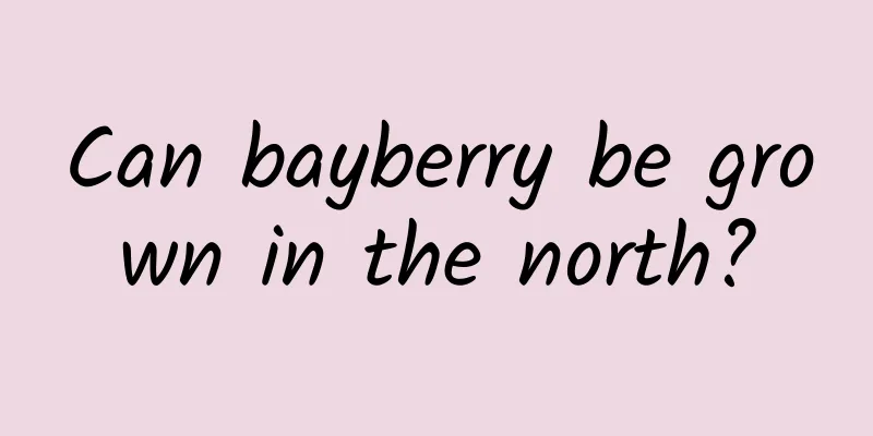 Can bayberry be grown in the north?