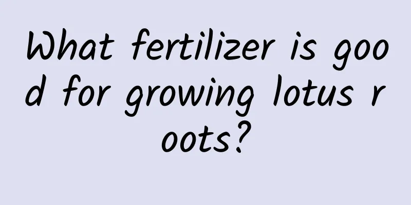 What fertilizer is good for growing lotus roots?