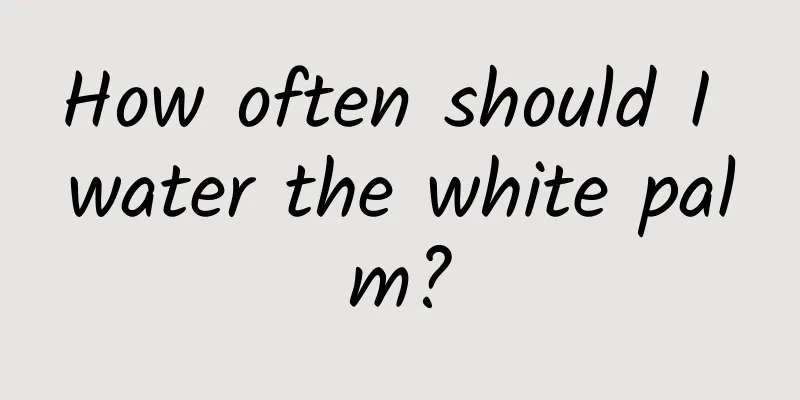 How often should I water the white palm?