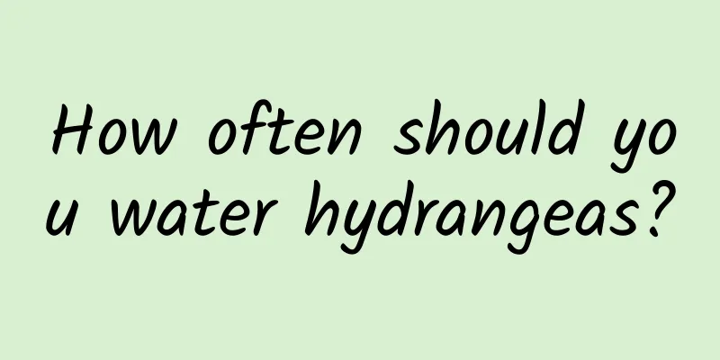 How often should you water hydrangeas?