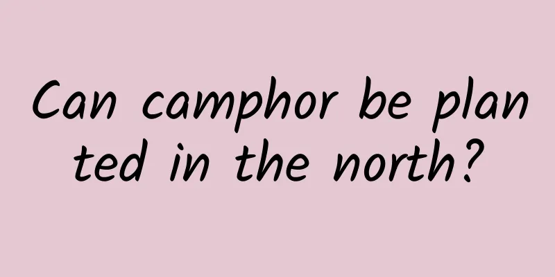 Can camphor be planted in the north?