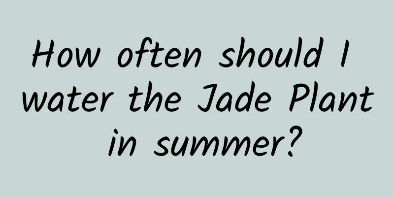 How often should I water the Jade Plant in summer?