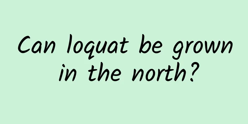 Can loquat be grown in the north?