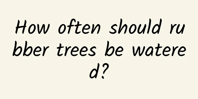 How often should rubber trees be watered?