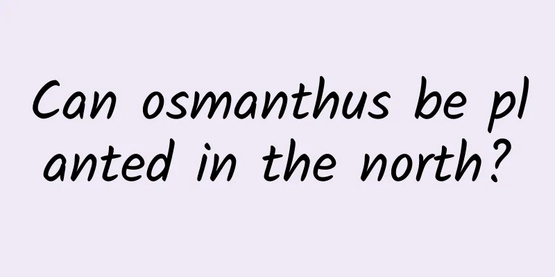 Can osmanthus be planted in the north?
