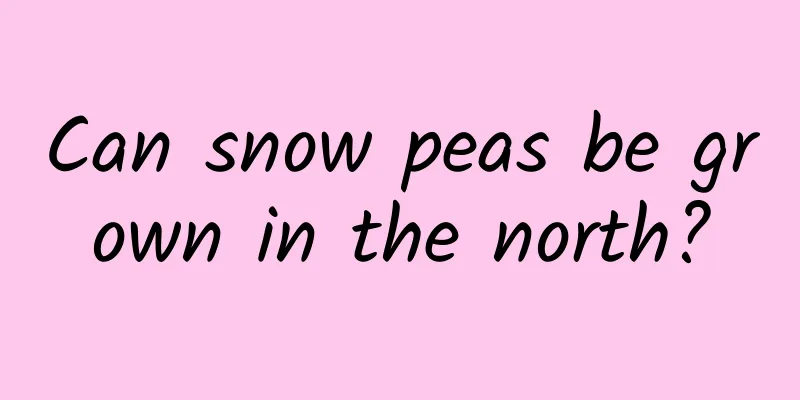 Can snow peas be grown in the north?