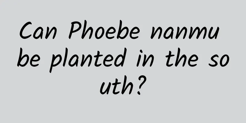 Can Phoebe nanmu be planted in the south?