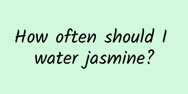 How often should I water jasmine?