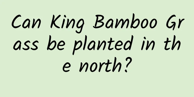 Can King Bamboo Grass be planted in the north?