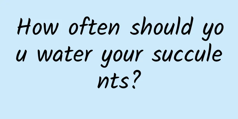 How often should you water your succulents?