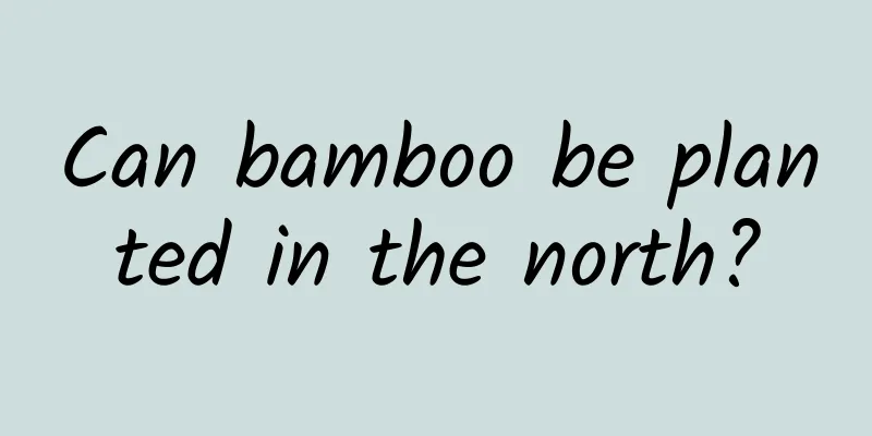 Can bamboo be planted in the north?