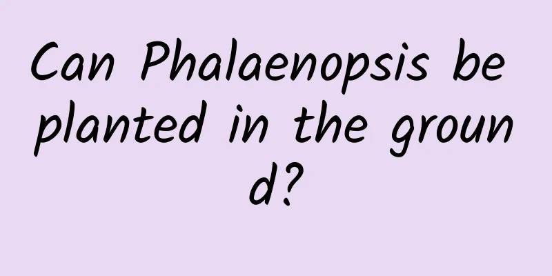 Can Phalaenopsis be planted in the ground?