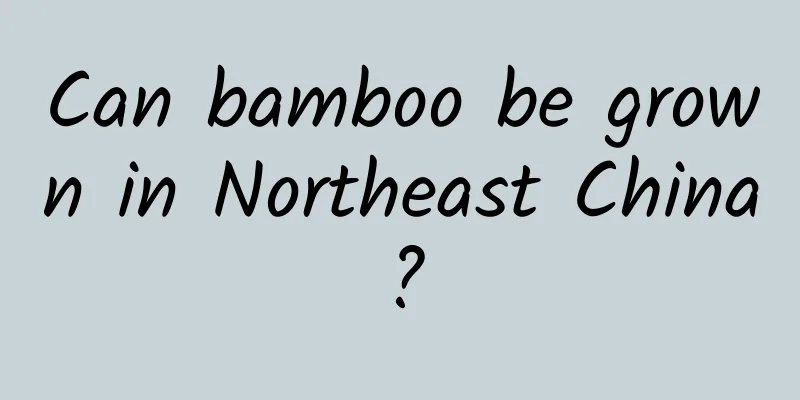 Can bamboo be grown in Northeast China?