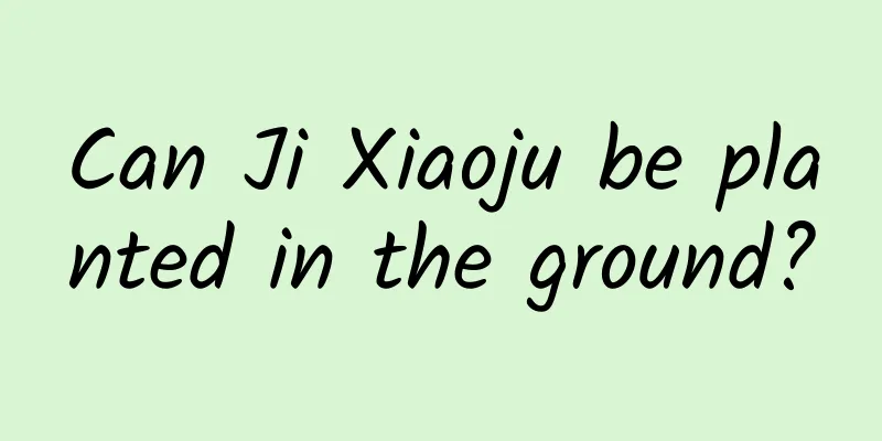 Can Ji Xiaoju be planted in the ground?