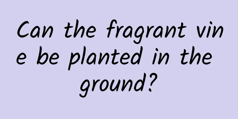 Can the fragrant vine be planted in the ground?