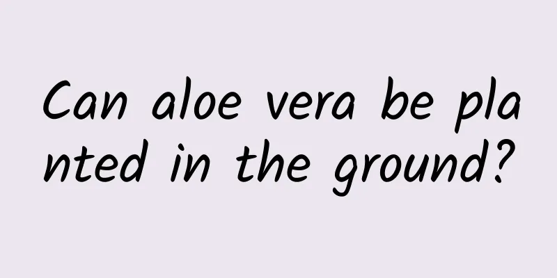 Can aloe vera be planted in the ground?