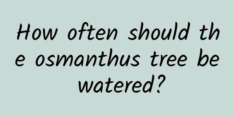 How often should the osmanthus tree be watered?