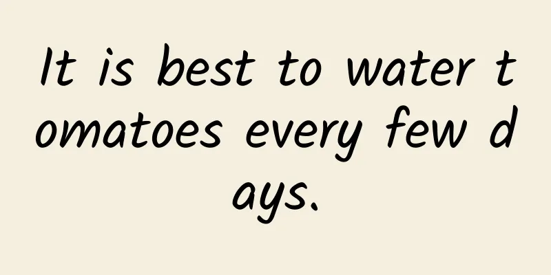 It is best to water tomatoes every few days.