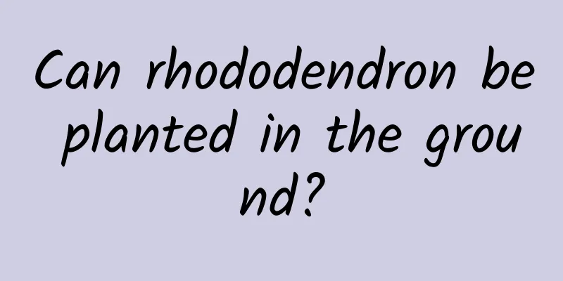Can rhododendron be planted in the ground?
