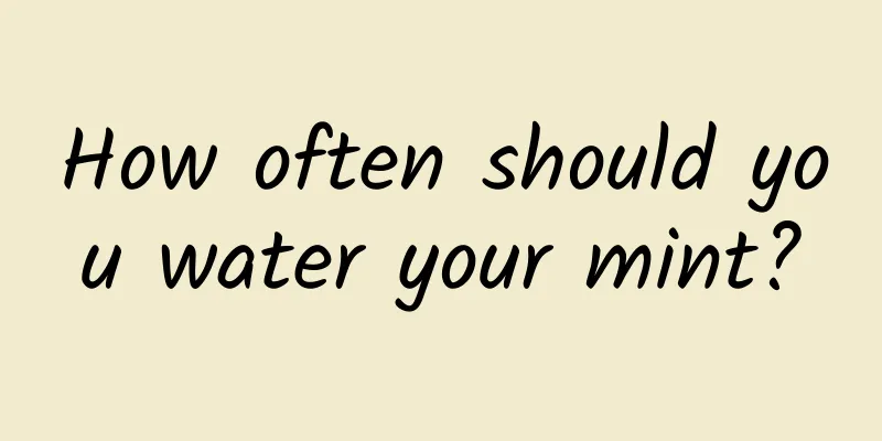 How often should you water your mint?
