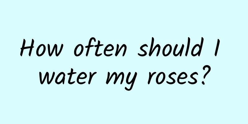 How often should I water my roses?