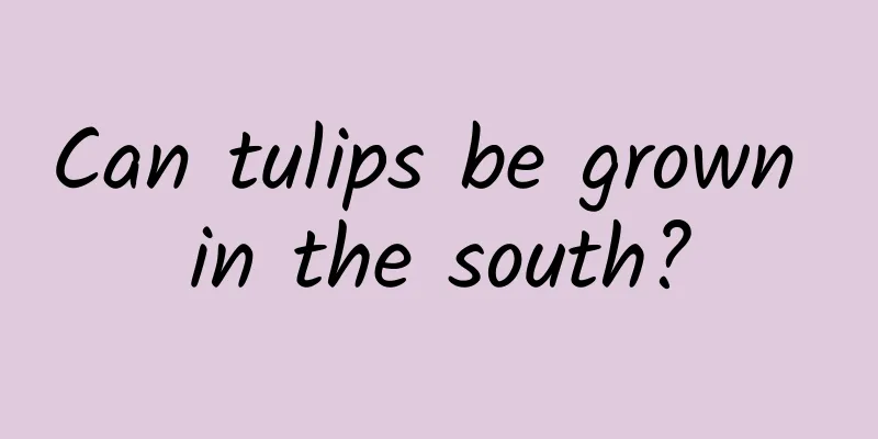 Can tulips be grown in the south?