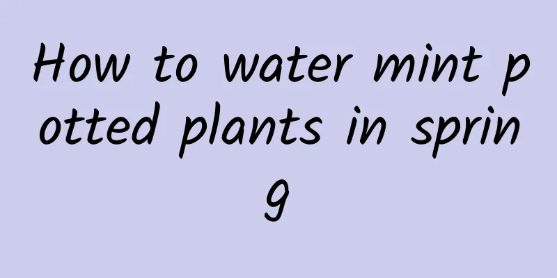 How to water mint potted plants in spring