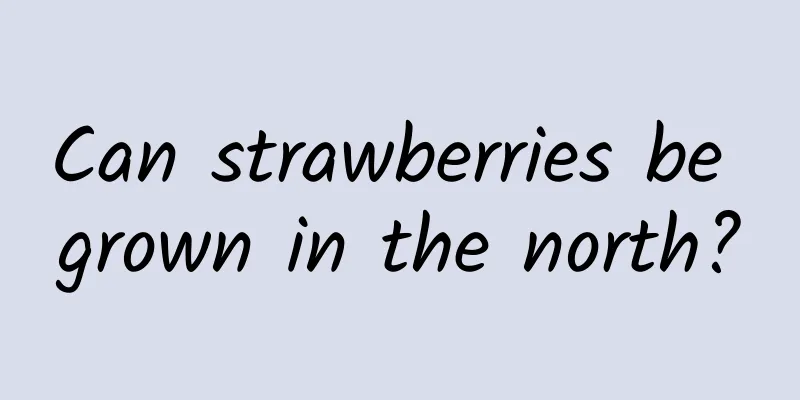 Can strawberries be grown in the north?