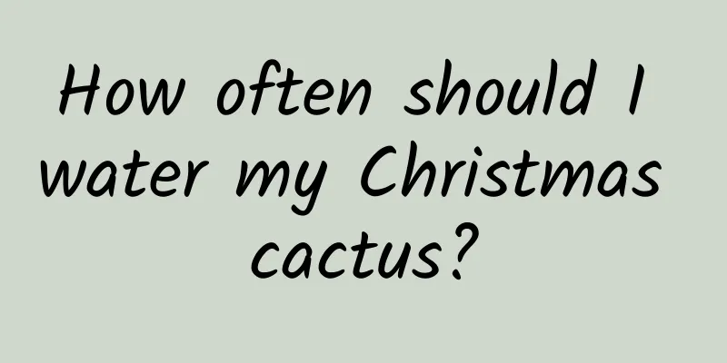 How often should I water my Christmas cactus?