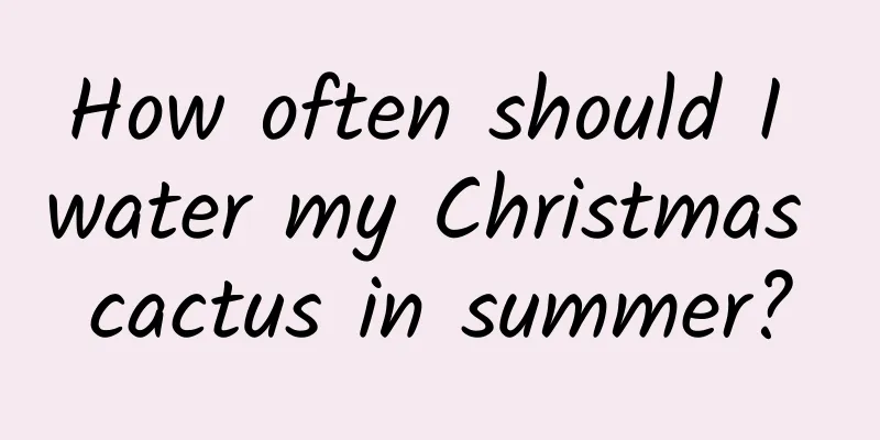 How often should I water my Christmas cactus in summer?