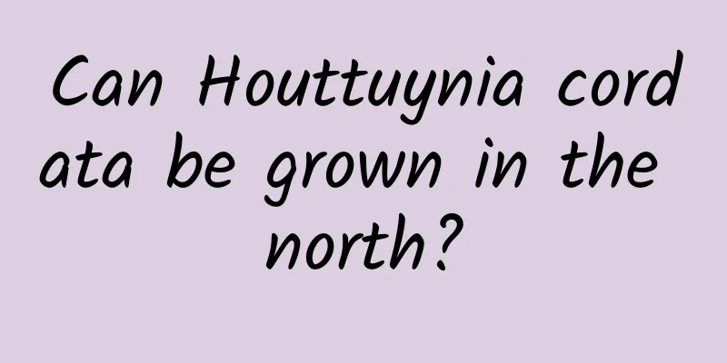 Can Houttuynia cordata be grown in the north?
