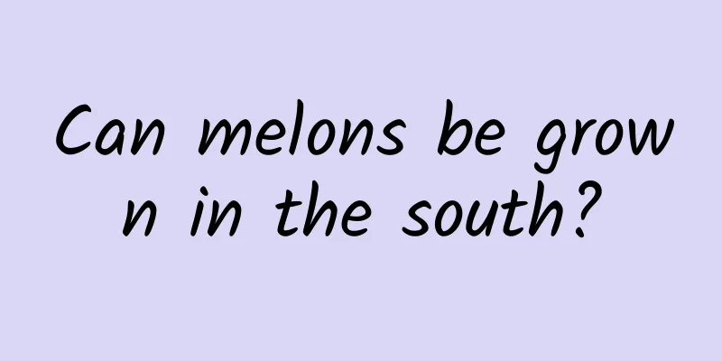 Can melons be grown in the south?