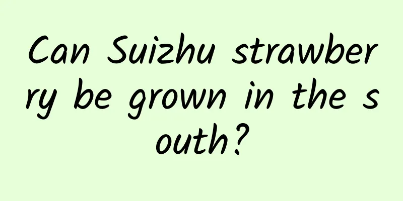Can Suizhu strawberry be grown in the south?