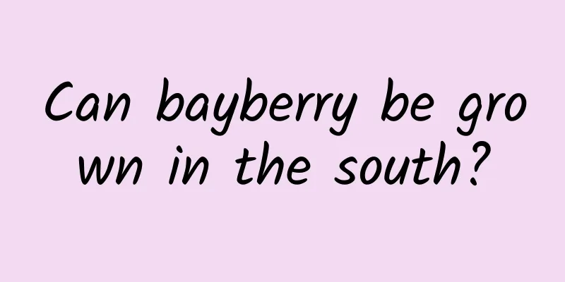 Can bayberry be grown in the south?