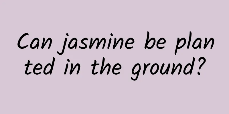 Can jasmine be planted in the ground?