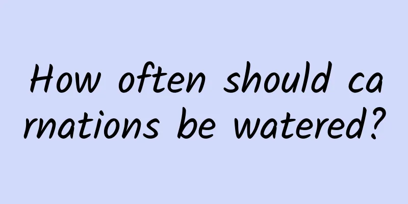 How often should carnations be watered?
