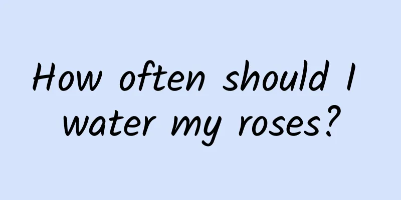 How often should I water my roses?