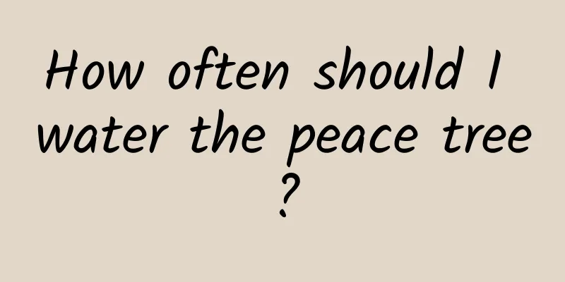 How often should I water the peace tree?
