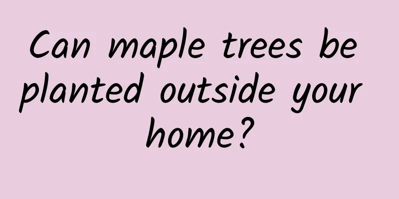 Can maple trees be planted outside your home?