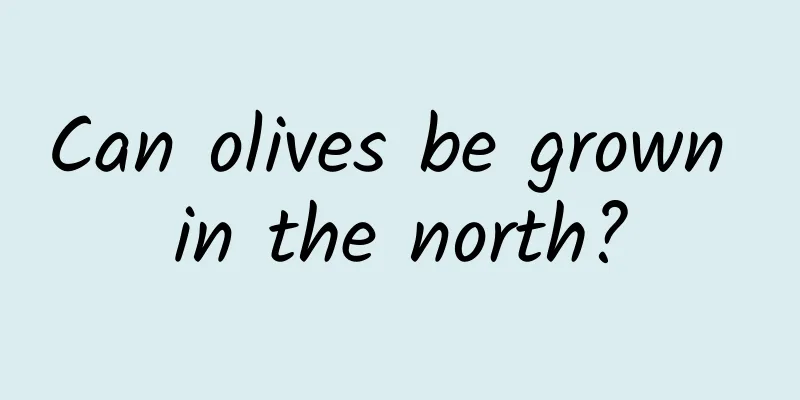 Can olives be grown in the north?
