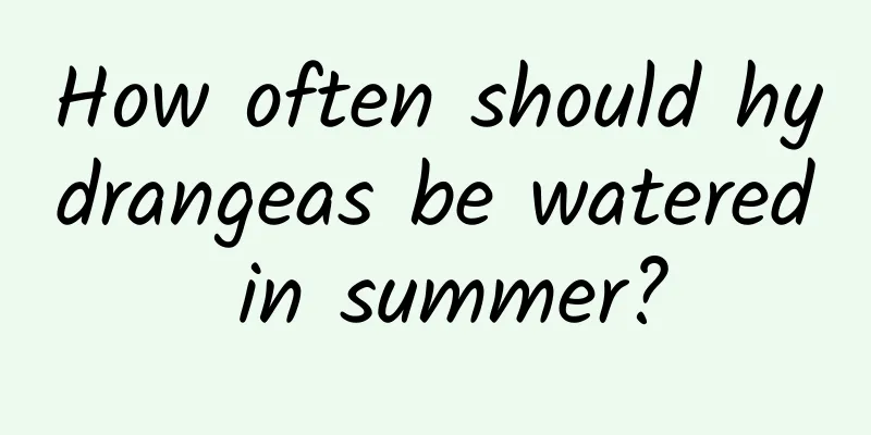 How often should hydrangeas be watered in summer?