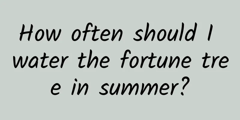 How often should I water the fortune tree in summer?
