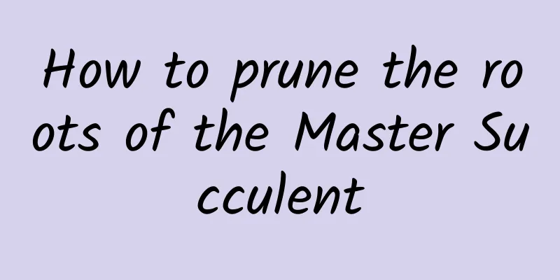 How to prune the roots of the Master Succulent